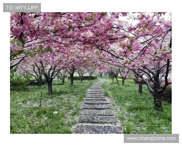 当骑士遇见樱花：一场关于梦想与现实的日式唐吉诃德式狂想